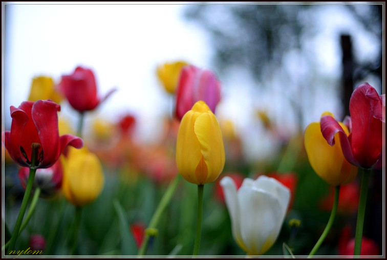 DSC_3848a_1.jpg