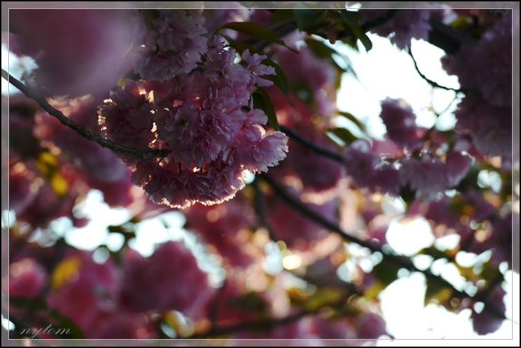 DSC_3654a.jpg
