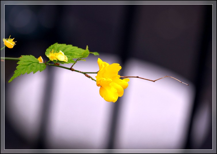 DSC_2637.jpg