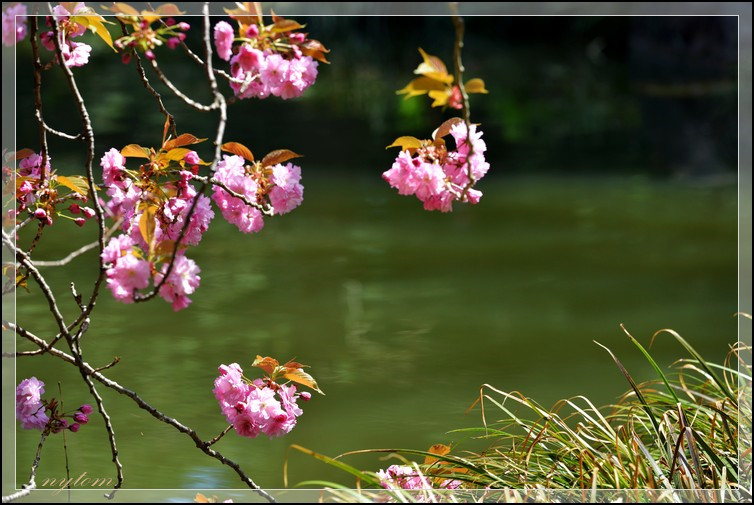 DSC_2815a.jpg