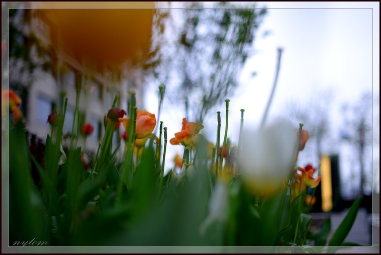DSC_3837a.jpg