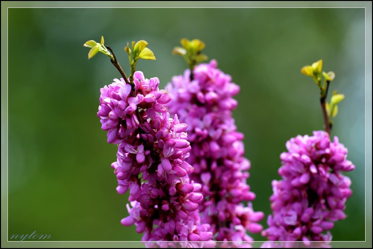DSC_3051a.jpg