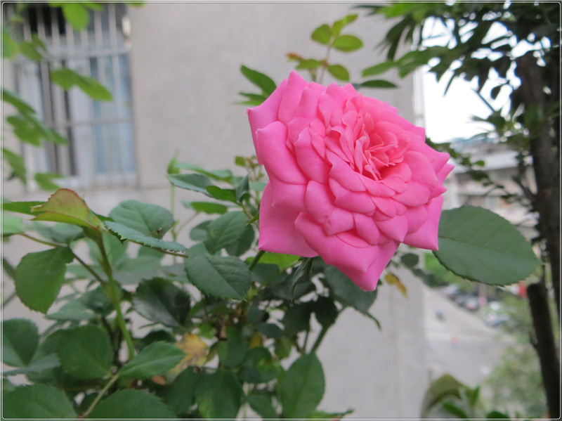 IMG_7575.jpg