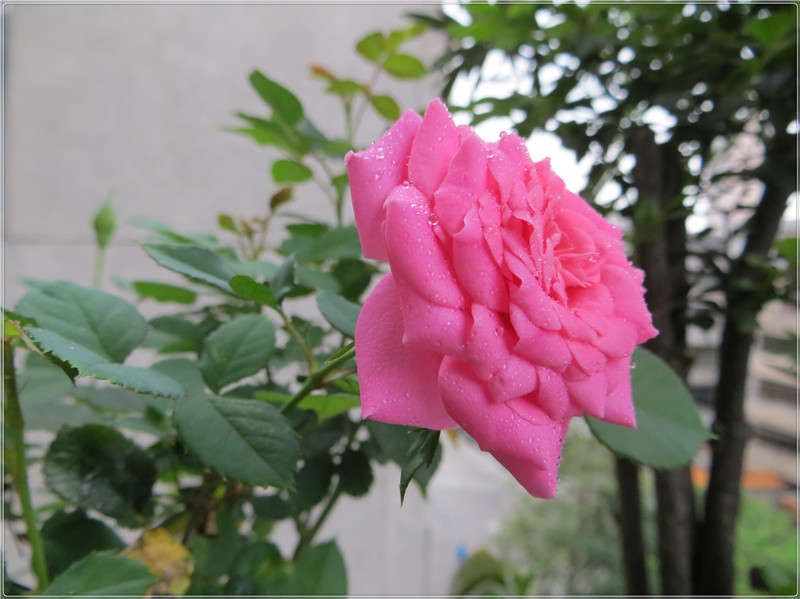 IMG_7579.jpg