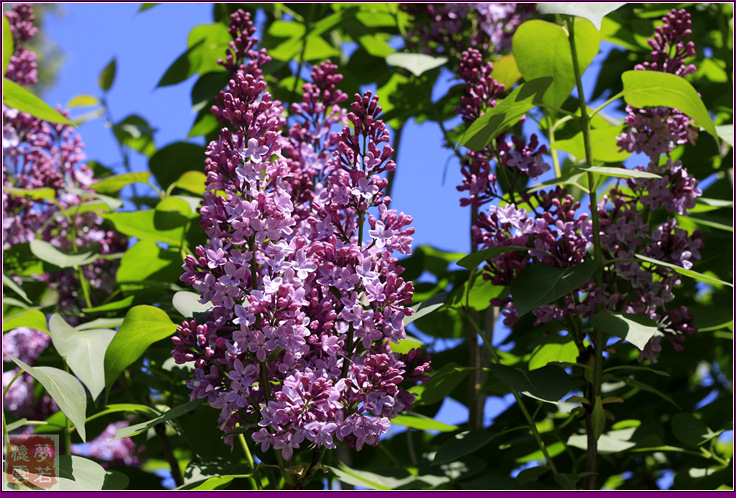 2014055 025_.jpg