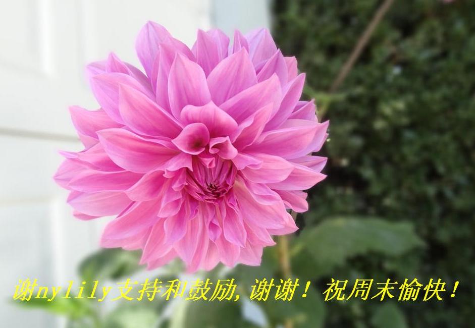 лnylilyֺ֧͹,ллףĩ죡.JPG