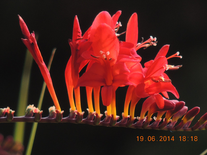 flowers 2014 1229_.jpg