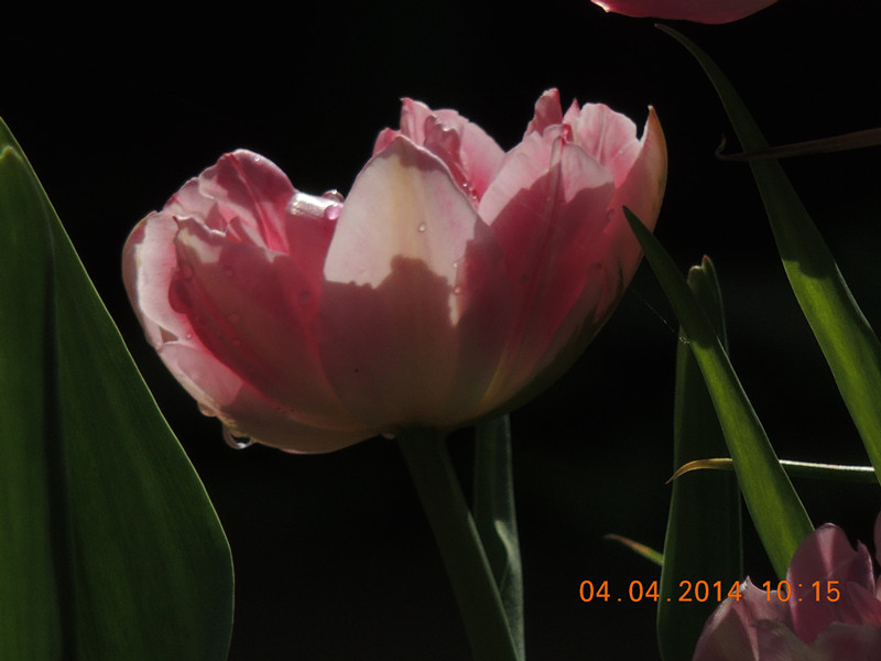 flowers 2014 872_.jpg