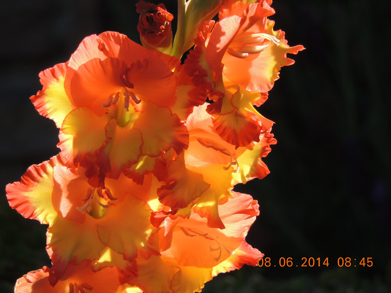 flowers 2014 1075_.jpg