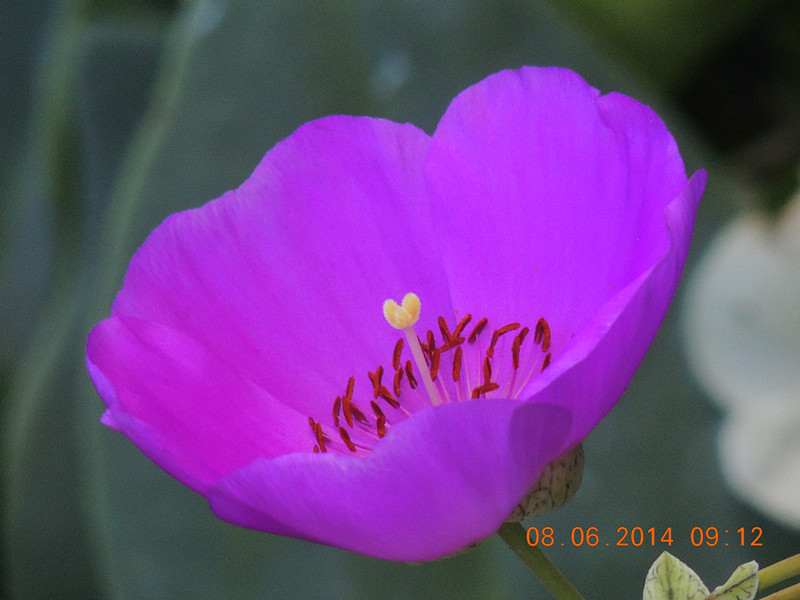 flowers 2014 1136_.jpg