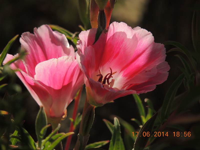 flowers 2014 1212_.jpg