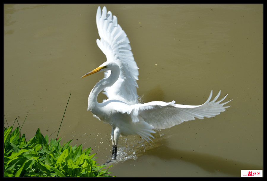 DSC_3709 ����_����_����.jpg