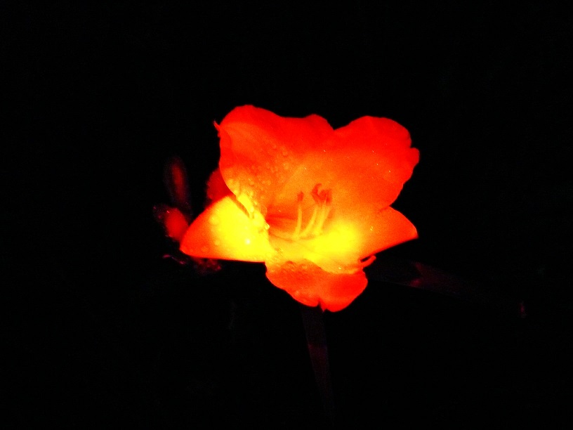 l1590931_conew1.jpg