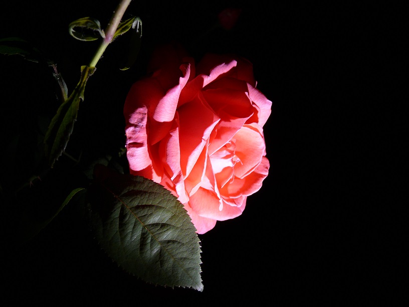 L1590379.JPG