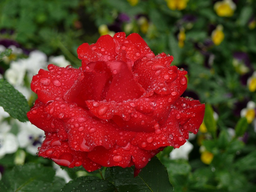 L1590539.JPG