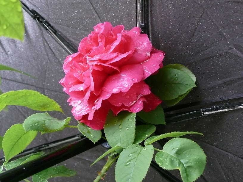L1590594.JPG