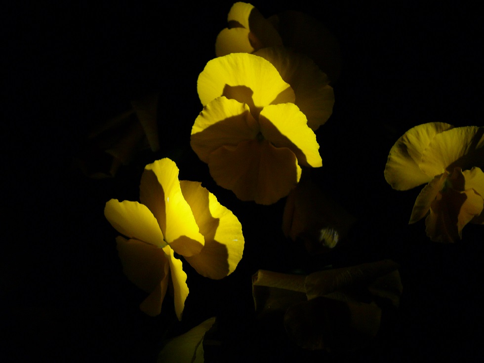 L1590493.JPG