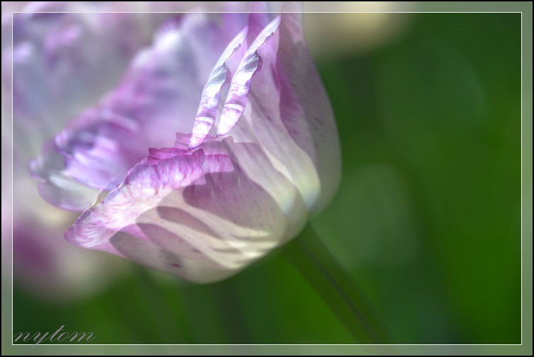 DSC_2923a.jpg