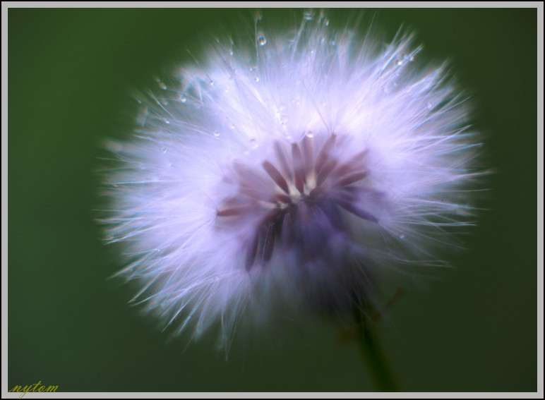 DSC_0121_tom.jpg