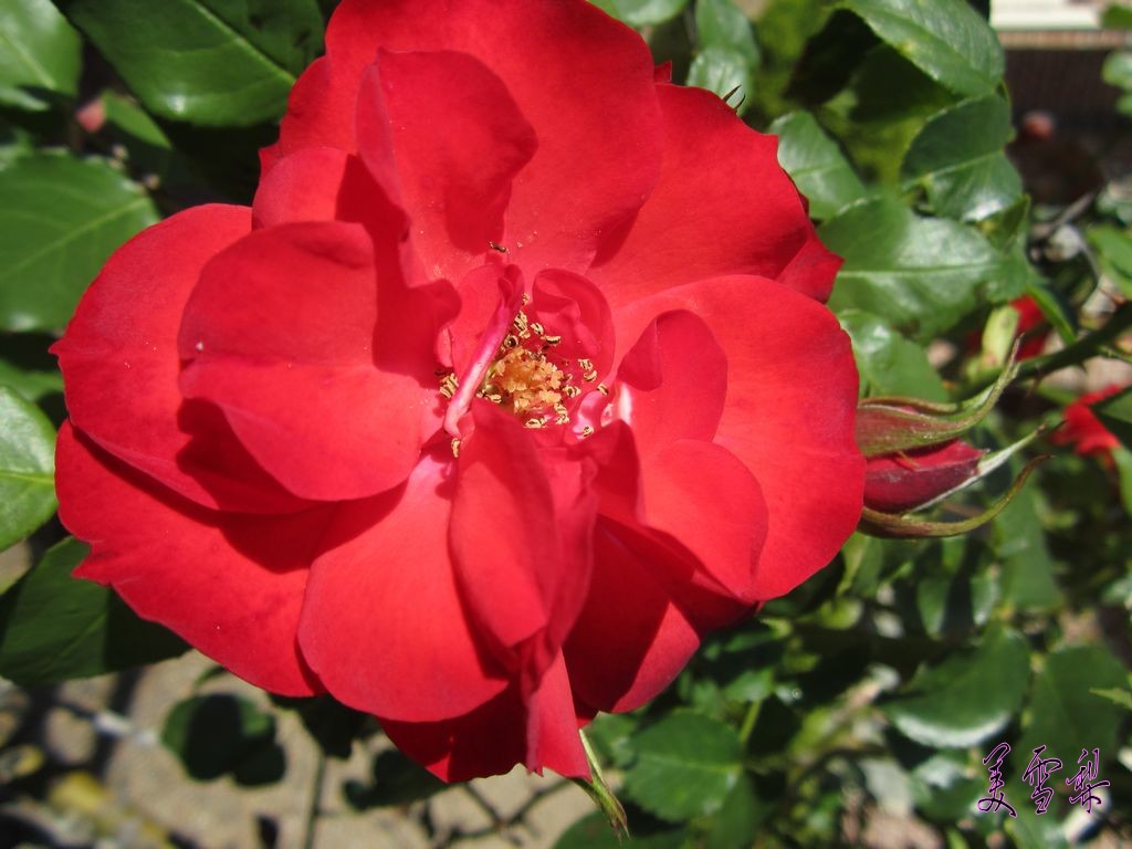 img_1738_conew1.jpg