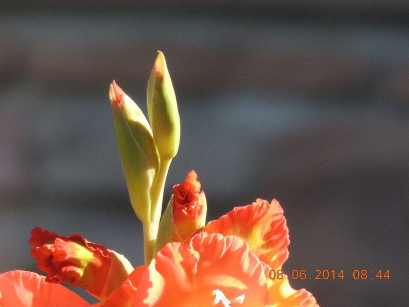 flowers 2014 1071_.jpg