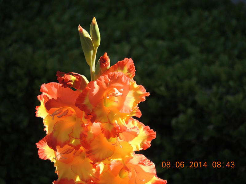 flowers 2014 1067_.jpg