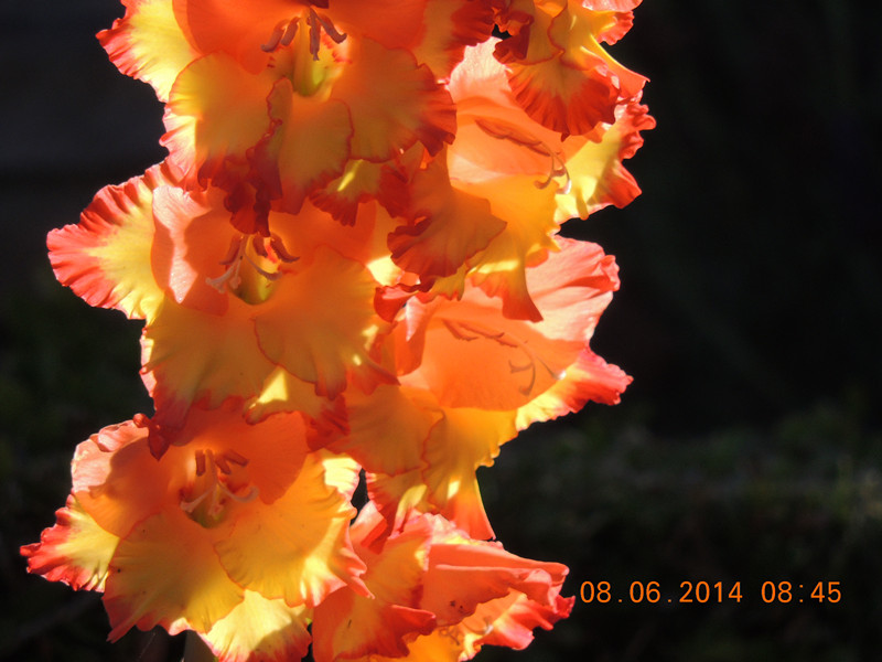 flowers 2014 1074_.jpg