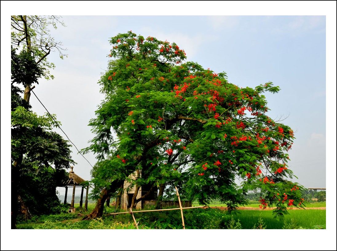 DSC_5102_conew1.jpg