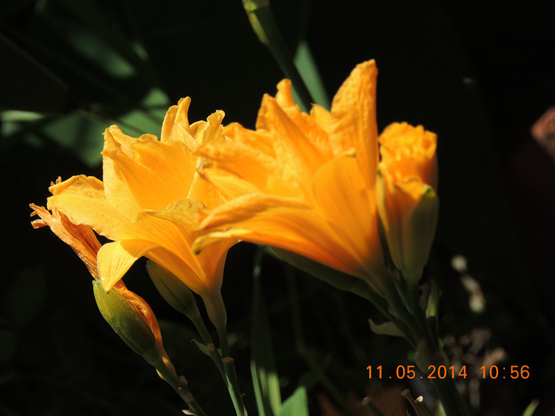 flowers 2014 1021_.jpg