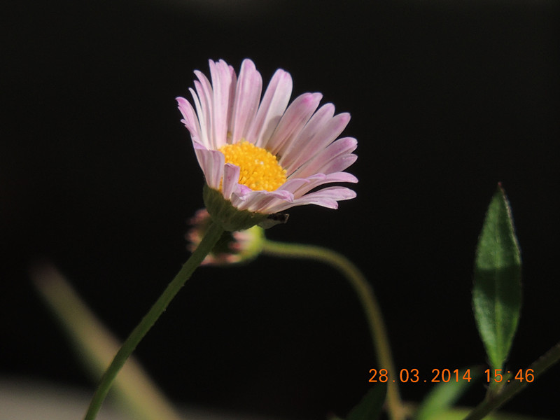 flowers 2014 706_.jpg