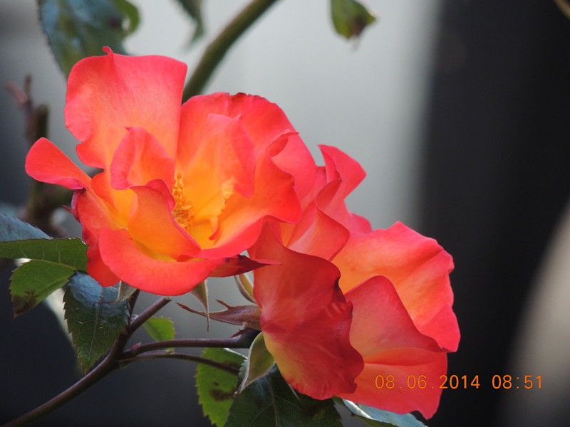 flowers 2014 1088_.jpg