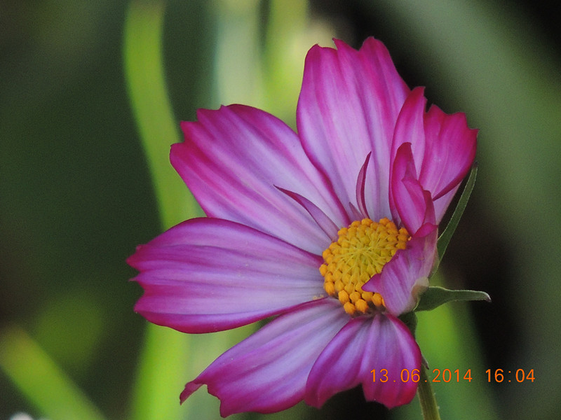 flowers 2014 1139_.jpg