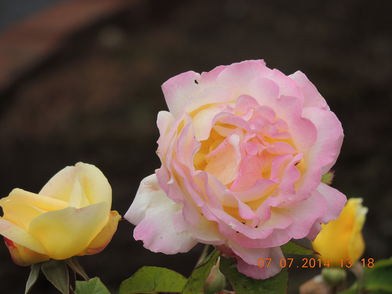 flowers 2014 1500_.jpg