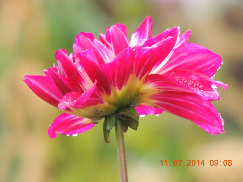 flowers 2014 1596_.jpg