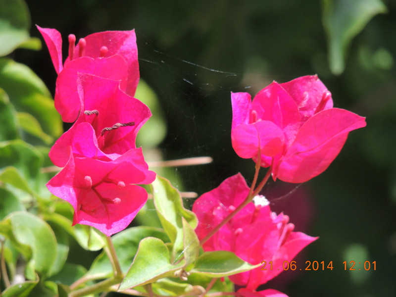 flowers 2014 1297_.jpg