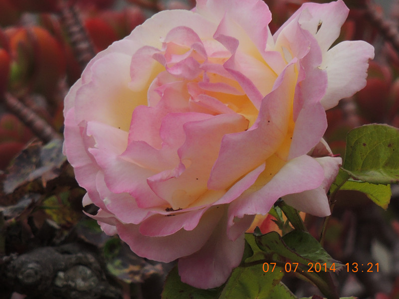 flowers 2014 1517_.jpg