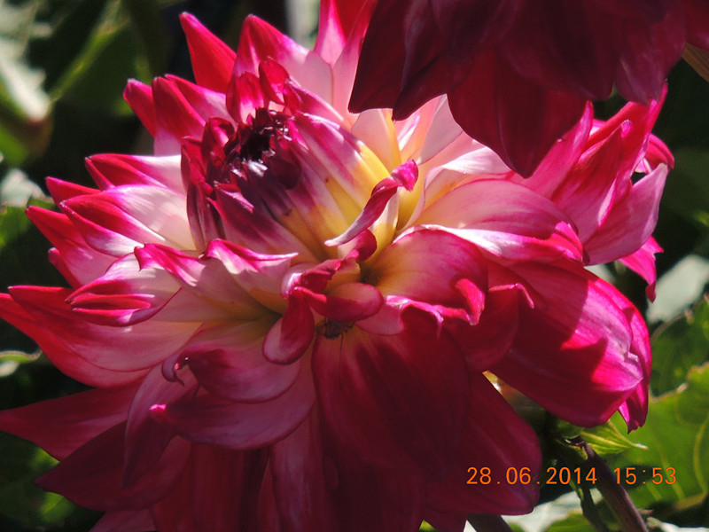 flowers 2014 1386_.jpg