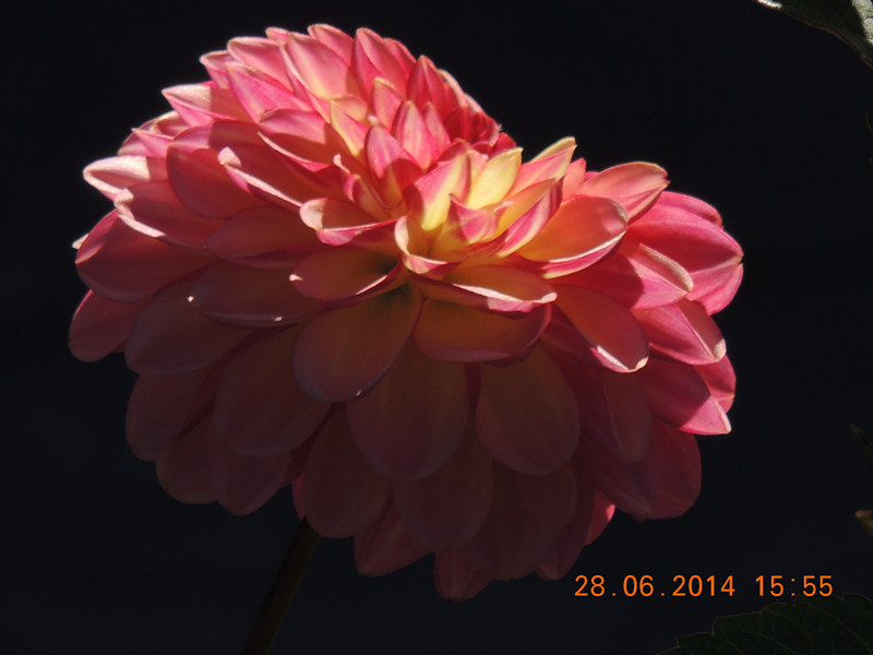 flowers 2014 1396_.jpg