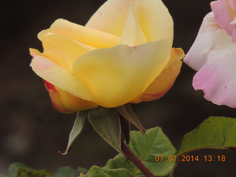 flowers 2014 1502_.jpg