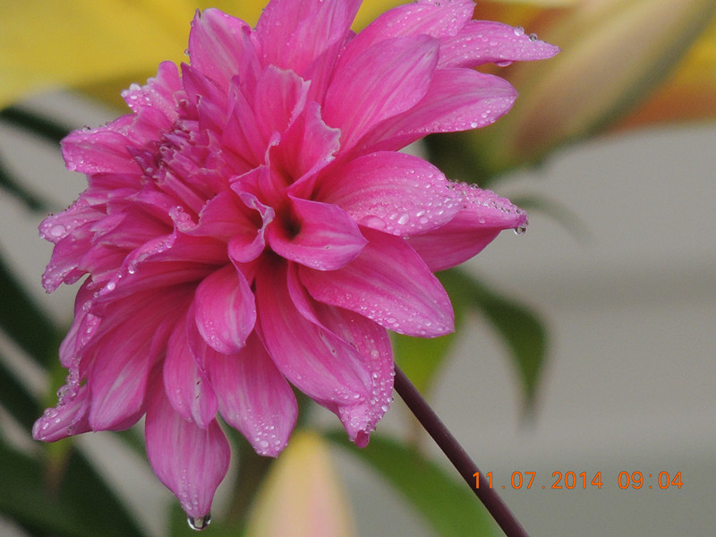 flowers 2014 1576_.jpg