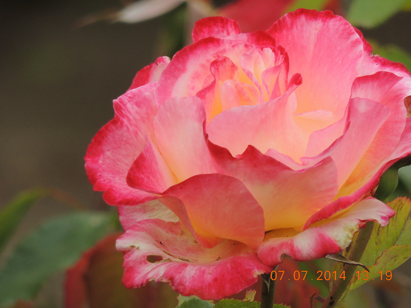 flowers 2014 1506_.jpg