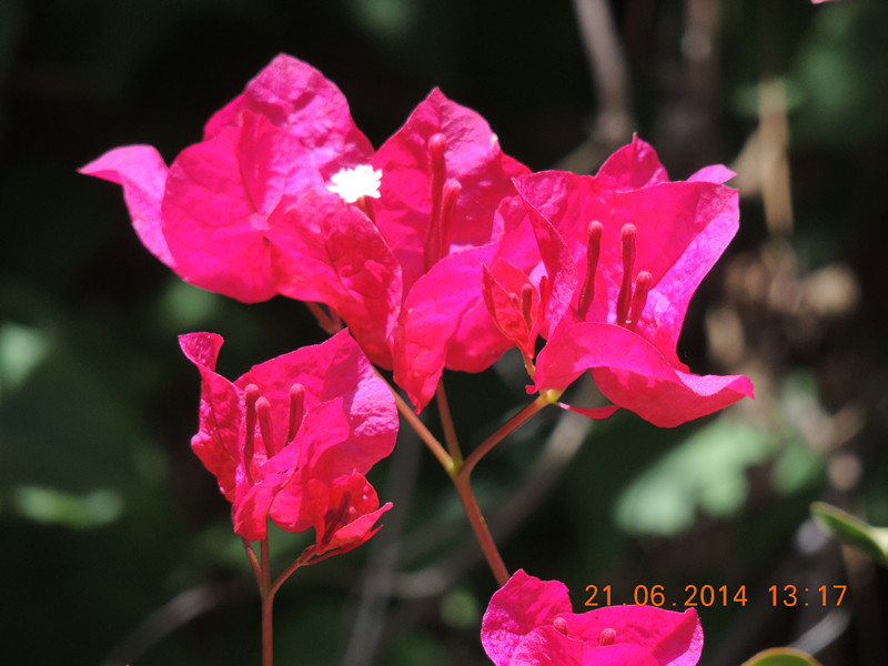 flowers 2014 1319_.jpg