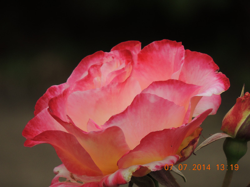 flowers 2014 1510_.jpg