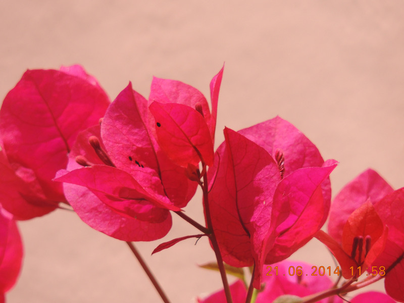 flowers 2014 1285_.jpg