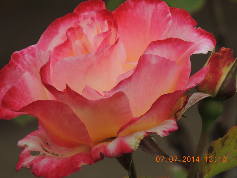 flowers 2014 1504_.jpg