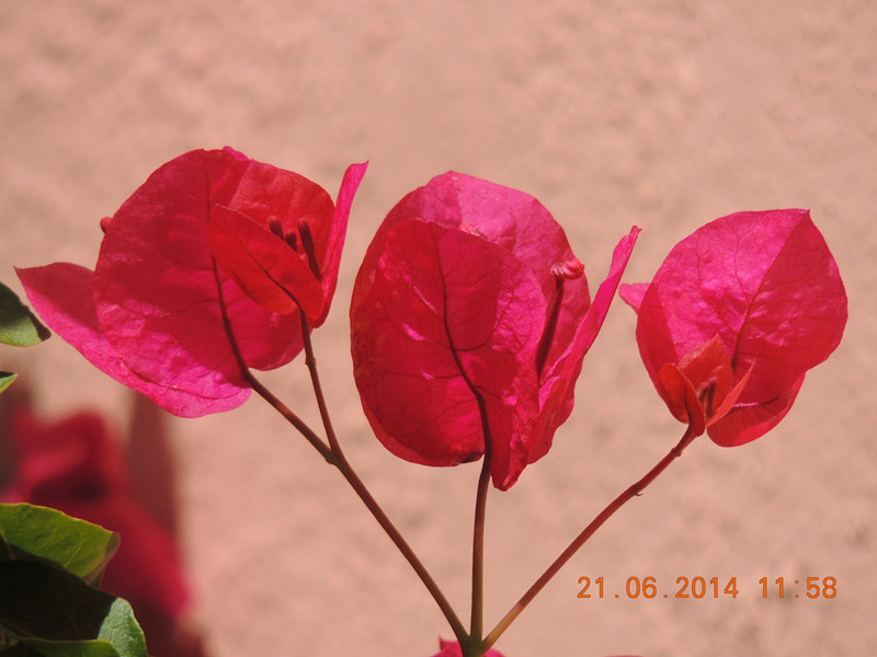 flowers 2014 1284_.jpg