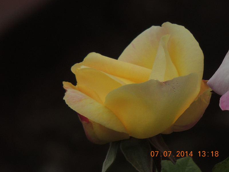 flowers 2014 1503_.jpg