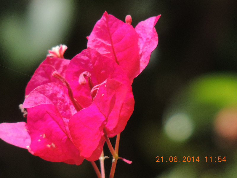 flowers 2014 1265_.jpg