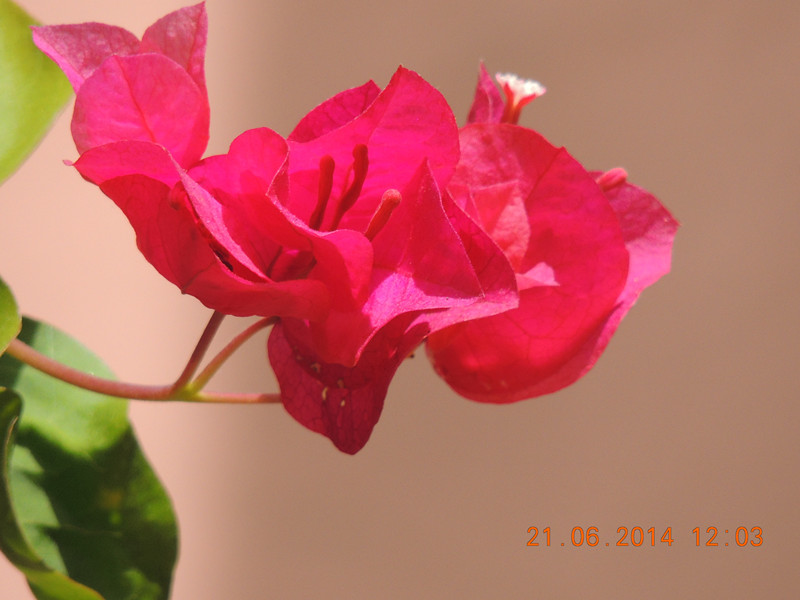 flowers 2014 1305_.jpg