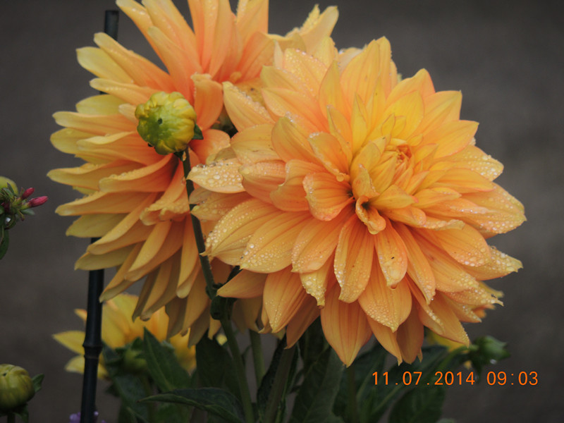 flowers 2014 1574_.jpg